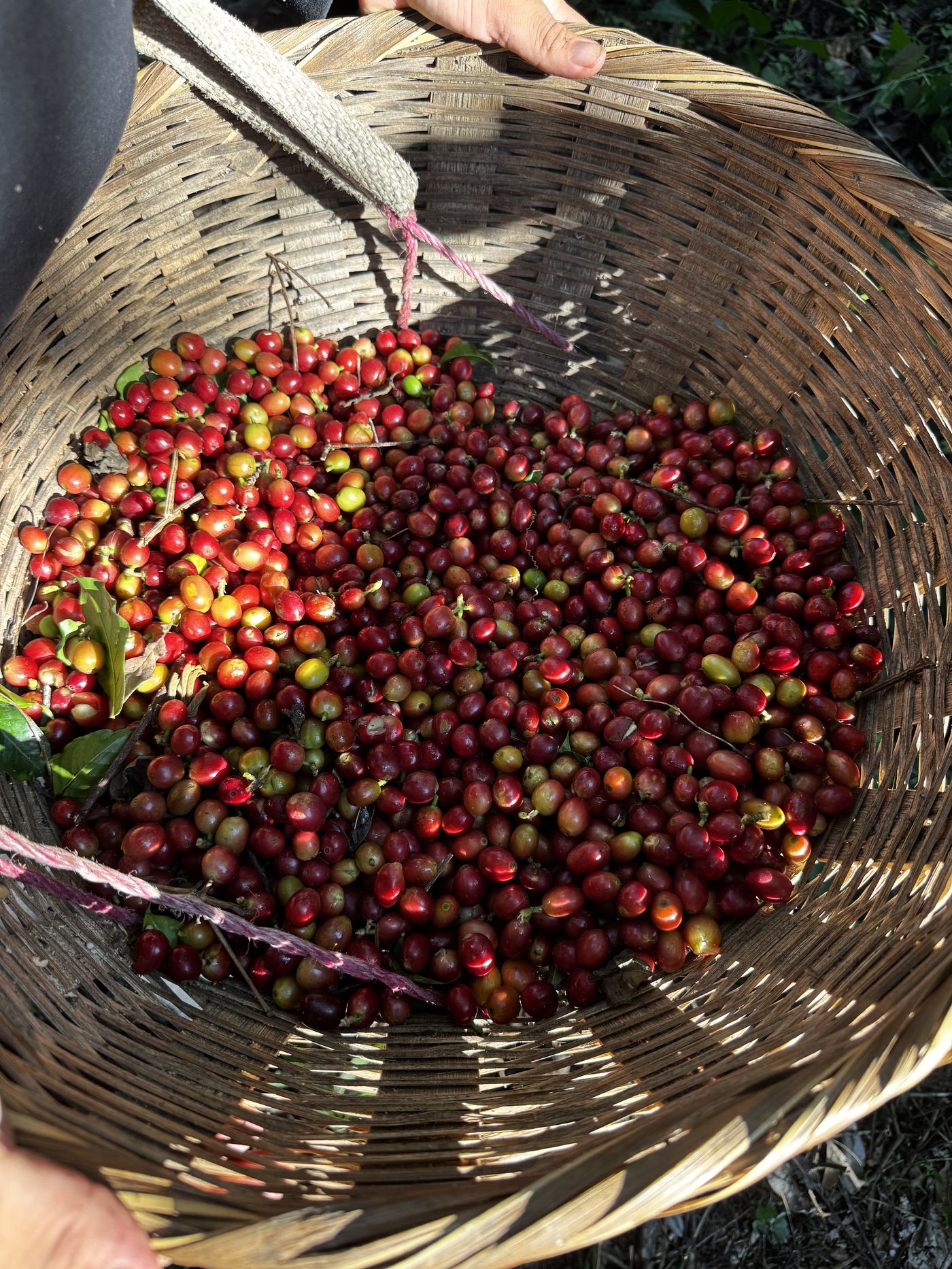 A close view of red cherries filling a woven basket