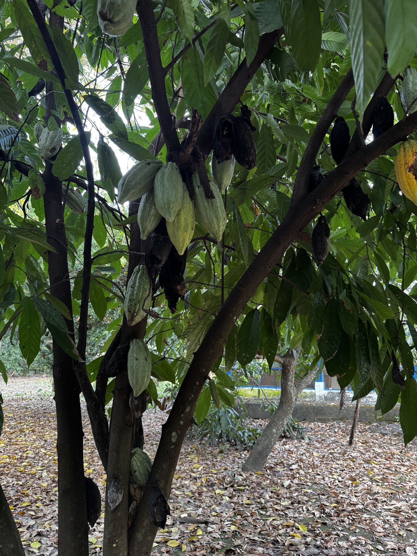 Cacao pods hanging from the tree