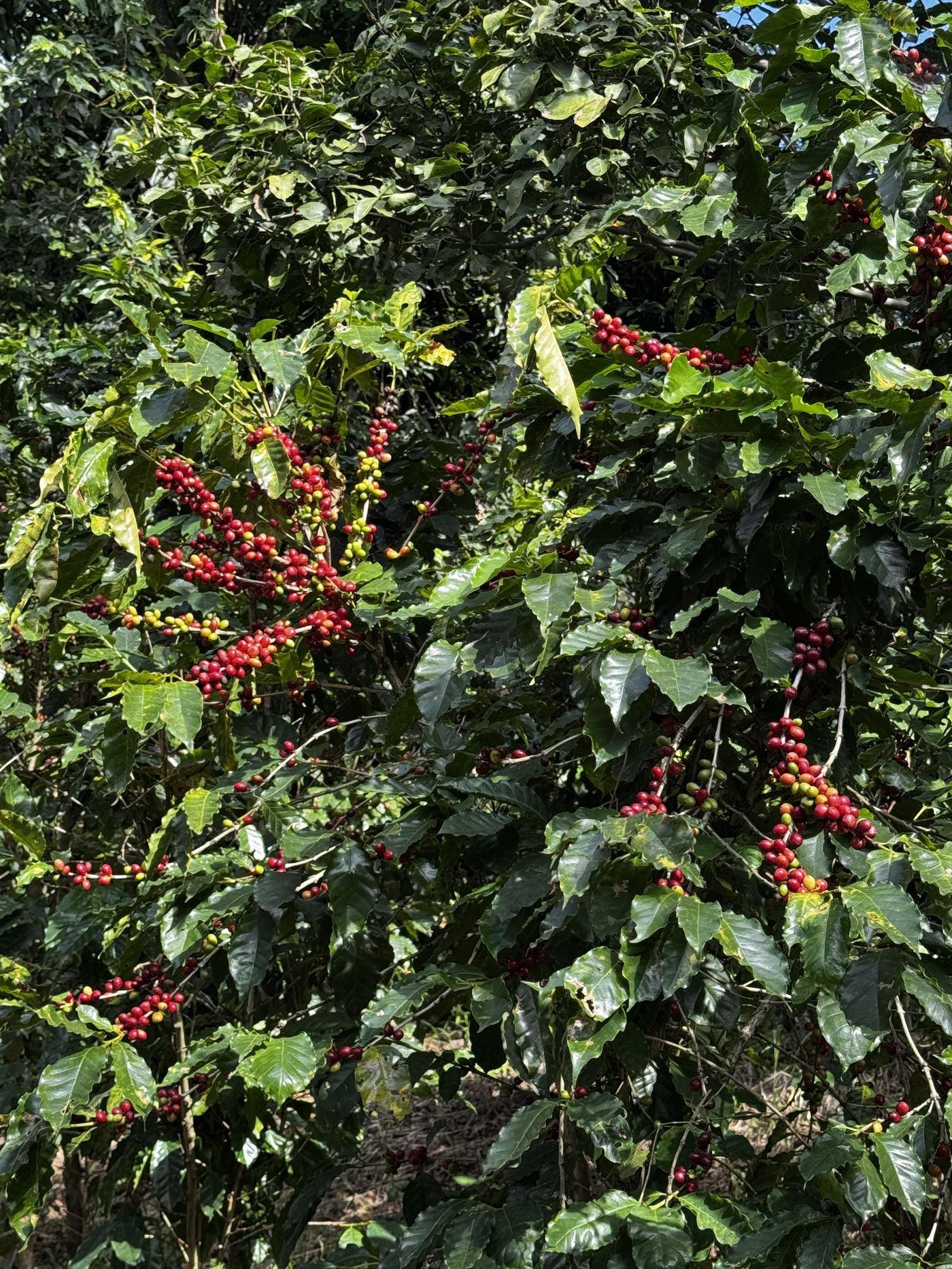 Ripe cherries clustered along a coffee branch