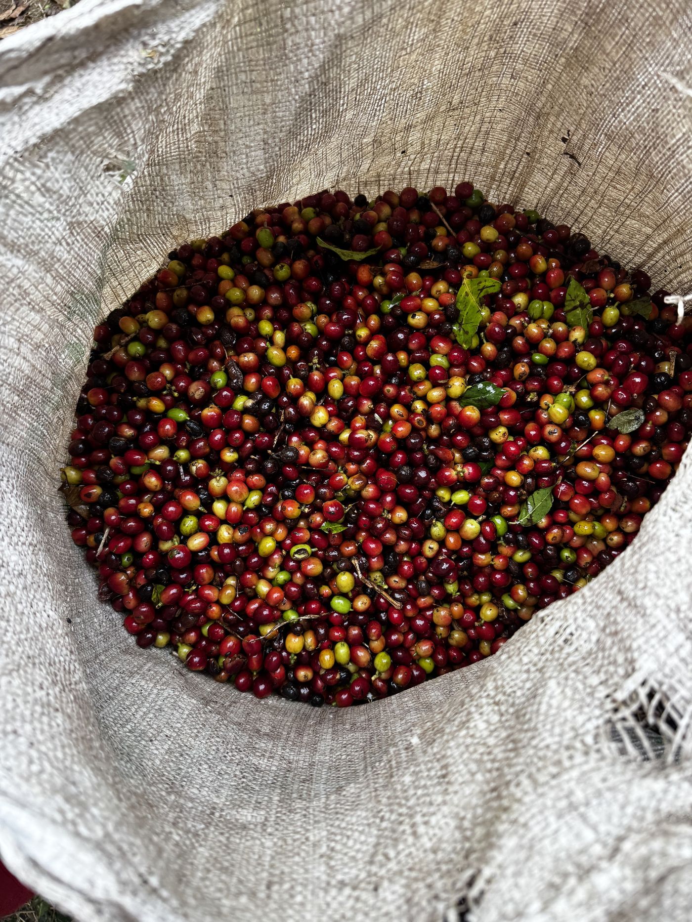 An open sack filled with ripe coffee cherries
