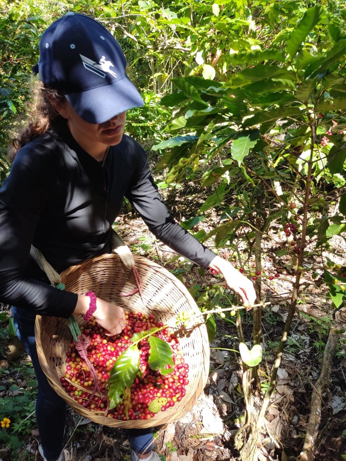 A picker reaching into a coffee tree, basket of cherries at her waist