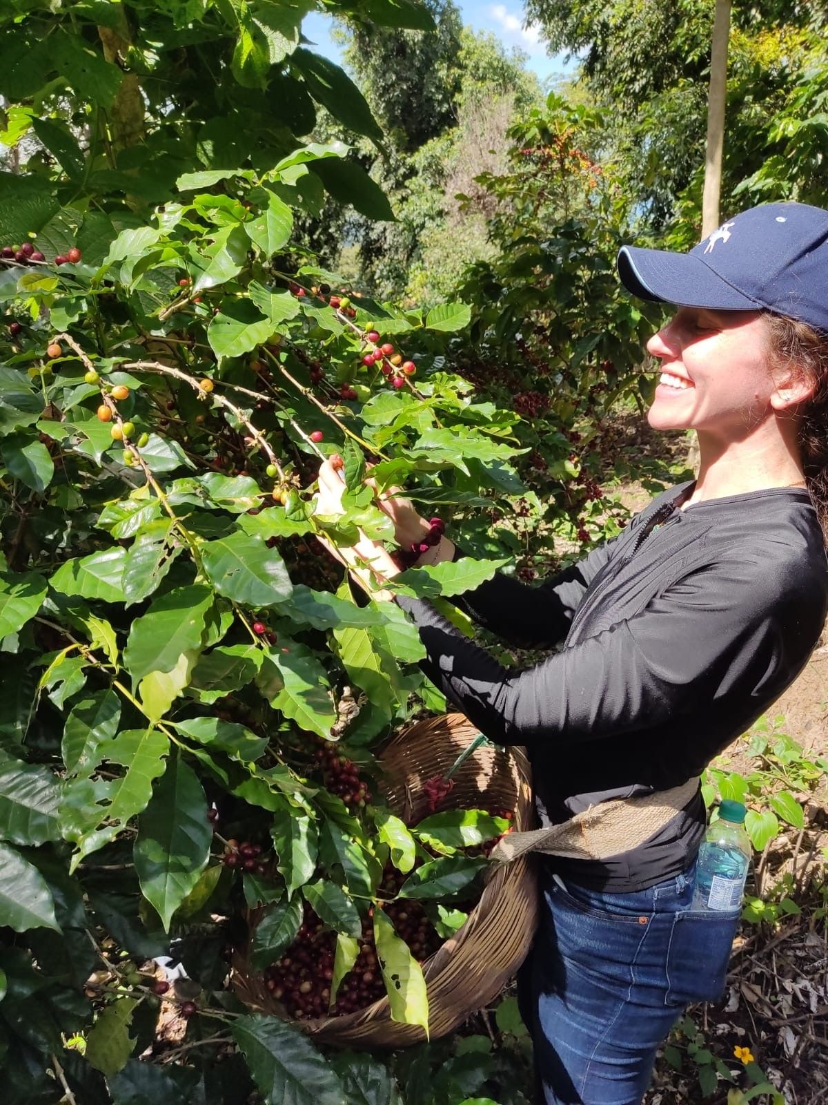 A smiling picker at work in the coffee trees