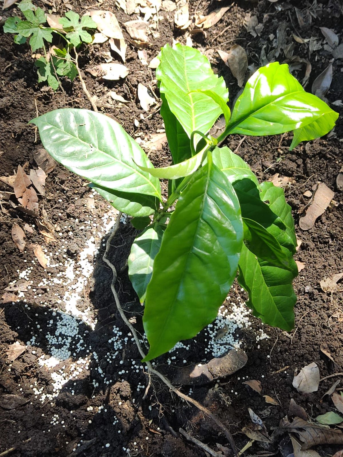 Un arbolito de café recién sembrado en tierra volcánica oscura