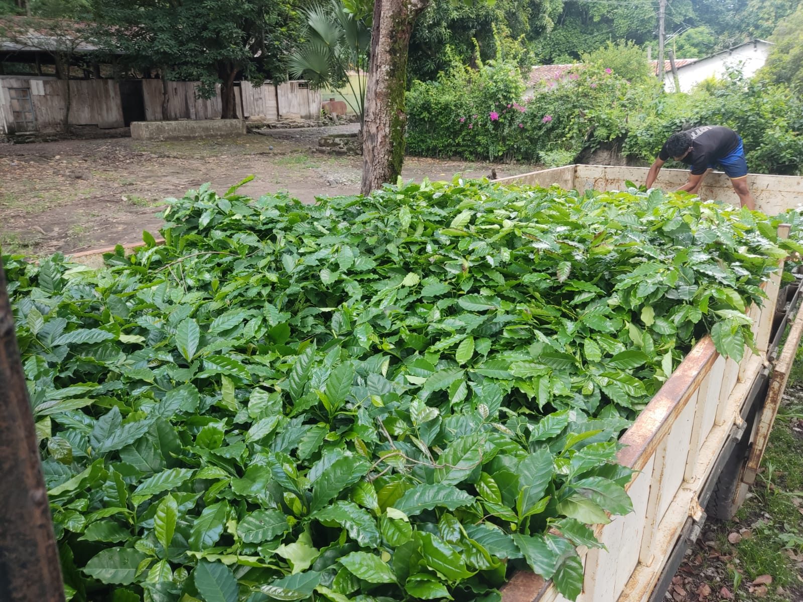 La cama de un camión llena de arbolitos de café llegando a la finca