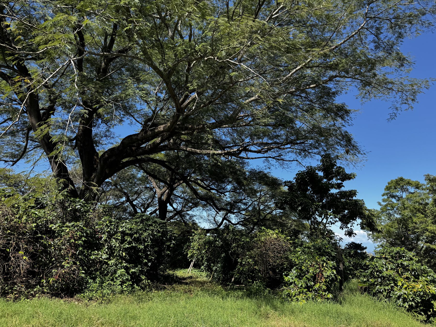 A great shade tree spreading over the coffee groves