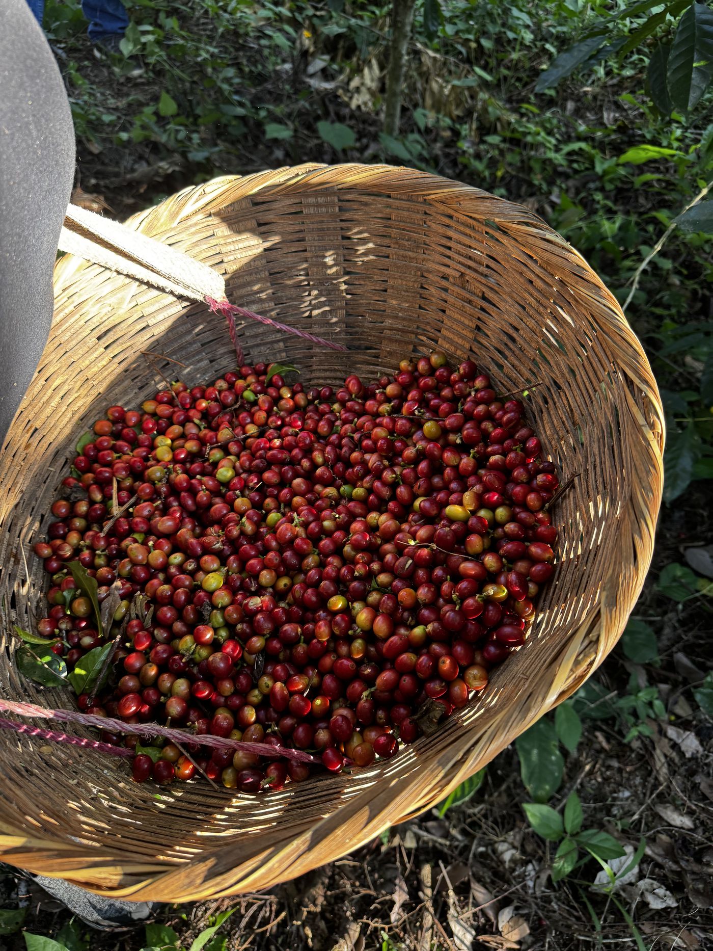 Sorting freshly picked coffee cherries in a woven basket