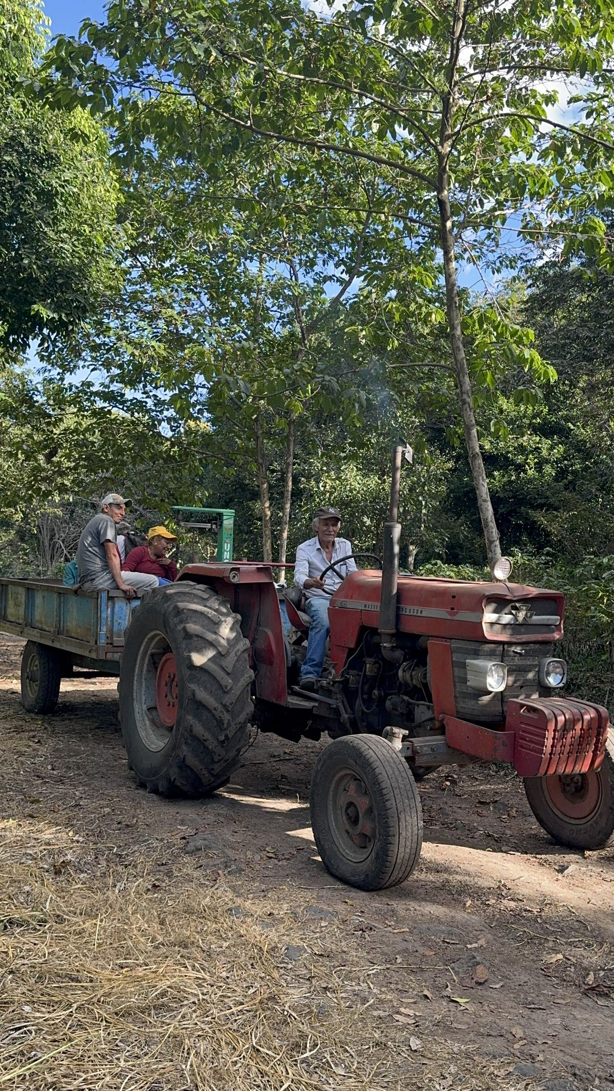 Workers riding the farm tractor out to the groves